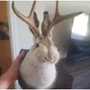 Filmy Antlers Rabbit Głowa Statua Domowa dekoracja 3D Streszczenie rzeźby ścienne Wiszę WEKUT ZWOSZY SOURN SOUNT SAIL MALUR MURAT Rzemiosła