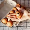 Trackery niestandardowe kurczak świeże etykiety jajeczne pieczęć na jajka pudełko pudełko self ink