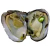 Nowe ostrygi z barwionymi naturalnymi perłami wewnątrz ostrygi Pearl Party LUS Otwarte w domu Ostry perłowe z opakowaniem próżniowym Epacket LL