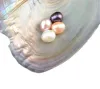 NOUVELLES huîtres avec des perles naturelles teintes à l'intérieur des huîtres Pearl Party en vrac ouvertes à la maison Huîtres perlées avec emballage sous vide Epacket LL