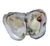 Nya ostron med färgade naturliga pärlor inuti Pearl Party ostron i bulk öppet hemma pärlor ostron med vakuumförpackningspacket ll