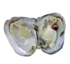 NIEUWE Oesters met geverfde natuurlijke parels in Pearl Party-oesters in bulk Open thuis pareloesters met vacuümverpakking Epacket LL