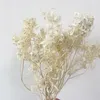 Suszone kwiaty piękne białe wystrój domu naturalny suchy zachowany hortensja bukiest kwiatowy dla boho aranżacja ślubna dekoracja 230701