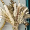 Suszone kwiaty pampas trawa wystrój boho boho home bukiet naturalny puszysty na wesele aranżacje kwiatowe na ścianę stół wiejski 230701