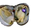 NIEUWE Oesters met geverfde natuurlijke parels in Pearl Party-oesters in bulk Open thuis pareloesters met vacuümverpakking Epacket LL