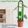 Fioriere Vasi Pali per piante per piante rampicanti da interno Bastone verde per piante in vaso Modellazione in fibra di cocco Piantare R230614