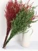 Fleurs séchées 40-45cm, herbe naturelle pour amoureux, plante de saint-valentin, véritables Bouquets de fleurs fraîches conservées, danse pour la décoration de la maison