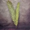 Fleurs séchées 2 pièces plante naturelle sagou cycas branche fruticuleuse feuille de Dracaena feuilles de palmier sèches fête art tenture murale décoration de mariage