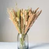 Torkade blommor 60st Natural Flower Oats Grass Bouquet Home Dekorera Arrange Party Decor Wedding Souvenirs för gäster