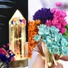 Fleurs séchées 30-50pcs Mini Garden Bouquet Small Star Daisy Home Decor Little Chamomile Wedding Decoration Matering