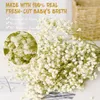 Gedroogde bloemen Babys Breath Boeket Natuurlijke Gypsophila Takken voor Home Decor Bruiloft Krans Bloemen Droge Bulk