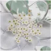 Couronnes De Fleurs Décoratives 100 Pcs Pressé Séché Narcisse Fleur De Prunier Avec Boîte Pour Résine Époxy Fabrication De Bijoux Nail Art Cra Dhzk5