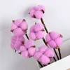 Dried Flowers 5/10Pcs Real Cotton Home Decor For Living Room April Fools Funny Artificial Accessories