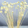 Fleurs séchées chrysanthème à boutons, 10 pièces, fleur fraîche, paquet de matériel de bricolage, Arrangement cadeau de haute qualité, décorations de mariage