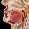 Altro Materiale scolastico per ufficio Modello di oggetti di scena Spedizione gratuita Anatomico umano Cavità nasale Gola Anatomia Modello Strumento didattico 230703