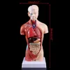 Altro materiale scolastico per ufficio Torso umano Modello di corpo Anatomia Organi interni anatomici per l'insegnamento 230703