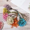 Dekorativa blommor Naturliga minitorkade babys andedräkt Liten bukett Evig blomma Bröllop Hemdekoration Pografi Bakgrundsdekor