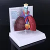 Ander kantoor Schoolbenodigdheden Levensgroot menselijk longmodel Anatomisch ademhalingssysteem Anatomie voor wetenschappelijke bronnen Studiedisplay Leermiddel 230703