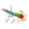 Altro Materiale scolastico per ufficio 45 cm Colonna vertebrale umana con anatomia pelvica Modello Scienza Risorse didattiche Goccia 230703