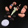 Other Office School Supplies 4D Disassembled Anatomical Human Brain Model Anatomy Teaching Tool Statues Sculptures Use 230703