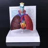 Ander kantoor Schoolbenodigdheden Levensgroot menselijk longmodel Anatomisch ademhalingssysteem Anatomie voor wetenschappelijke bronnen Studiedisplay Leermiddel 230703