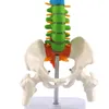 Altro Materiale scolastico per ufficio 45 cm Colonna vertebrale umana con anatomia pelvica Modello Scienza Risorse didattiche Goccia 230703