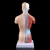 Altro materiale scolastico per ufficio Torso umano Modello di corpo Anatomia Organi interni anatomici per l'insegnamento 230703