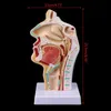 Altro Materiale scolastico per ufficio Modello di oggetti di scena Spedizione gratuita Anatomico umano Cavità nasale Gola Anatomia Modello Strumento didattico 230703