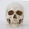 Nummer 1st skeletthuvudmodell hartshantverk Skull Högkvalitativ statyer Skulpturer Replika Skull Decor Prop Halloween Heminredning