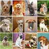 Stitch gatyztory 5d Diy Diamond Painting Dog Animals Вышивая продажа бриллиантовая мозаика полная макет