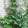 Other Home Garden Plant Support Netting 3mm Natural Jute Rope Climbing Trellis for Plants Bean Fruits Retro 230704