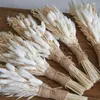 Flores secas White Pampas Grass Decor 50 piezas 17 Wedding Centerpiece Flower Arreglos Natural Home Boho Room Decoration Gift 230705