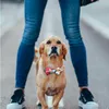 Hundhalsband Justerbart nylonhalsband Husdjursmodehalsband Höghållfast säkerhetspolyester för små stora hundar Valptillbehör