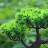 Dekorative Blumen, künstliche Pflanze, Wohnzimmer, künstlicher Bonsai-Baum, chinesischer Stil, lebensecht, El DIY, Zuhause, Büro, Tischdekoration, Hof, Topf, Kiefer