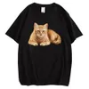 Jeans HX Sevimli Yavru Kedi Tshirts Güzel Tabby Kedi Siyah% 100 Pamuk Tshirt Moda Komik Külkü Üstleri Hip Hop Tees Dropshipping