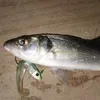 Приманка заманивает Teknik Black Minnow Cjig Head Head Fishing приманка мягкая щука приманка для бас -рыбалки Shade Soft Bait Код черная гольяна Рыбалка HKD230710