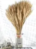 Decorative Flowers 100PCS Dried Wheat Stalks Golden Natural Sheaves Decoration Shooting