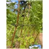 Other Garden Supplies Grape Trellis Kiwi Stem Vine Clips Plastic Fastener Plant Support Holder Fruit Buckles Hooks Xbjk2301 Drop Del Dhluq