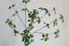 장식용 꽃 31.5 "가짜 Pieris japonica 줄기 인공 인조 스프링 식물 | 중앙 장식품 꽃 결혼/가정 장식