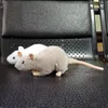 Bambole di peluche 17 Long Soft Real Life Small Grey Rat Mouse Peluche Topi realistici Animali di peluche Giocattoli Bambole Regali per bambini Animali domestici 230711