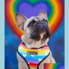 Dog Collars Leashes Vest Harness No Pl Rainbow Printed Harnesses And Set Breathable Mesh Padded Puppy For Small Medium Dogs Outdoo Otpun