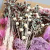 Getrocknete Blumen, trockene, konservierte Materialien, Epoxidharz-Kerzen, DIY-Blumenhortensien, verschiedene Sorten im Paket 230711