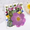 Dekoratif Çiçekler 1 Çanta Kurutulmuş DIY Preslenmiş Çıkartmalar Telefon Kılıfı Mücevher Yapımı El Sanatları Tırnak Sanat Dekoru Vintage Scrapbook Sticker