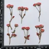 Dried Flowers 36 pieces of pressed dried multi head Chinese rose bud flower plants for jewelry bookmarks phone cases postcards scrapbooks DIY 230711