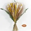Dekoracja Suszona trawa pampasowa Oryginalna trawa z ogona królika Natura Kolor Bukiety prawdziwych kwiatów