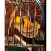 Bird Cages Nest House Winter Warm Parrot Bed Hammock Tent Toy Cage Perch Stand for Parrots Budgies Parakeet 230711