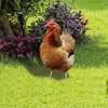 Garden Decorations Rooster Yard Statues 2D Plane Printing Acrylic Backyard Statue Easter Ornament Indoor Potted Plants For House Barn Roof