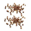 Autres fournitures pour animaux de compagnie 1000PCSBag Apiculture Plastique Brun Élevage Reine Abeille Outils King Tool Cell Brown Cage Cup RearApicultura Abeilles Pour Apiculteur 230712