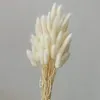 Vegetazione floreale finta Fiori secchi naturali Lagurus Ovatus Coniglio Coda di coniglietto Erba 100 pezzi Bouquet di fiori veri Pampas per la decorazione domestica di nozze 230713