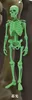 صندوق الأعمى اليابان سوتا غاشابون كبسولة نموذج الإبداع نموذج الديكور العظم دمية الرعب البشرية جمجمة جسم الجسد 230714